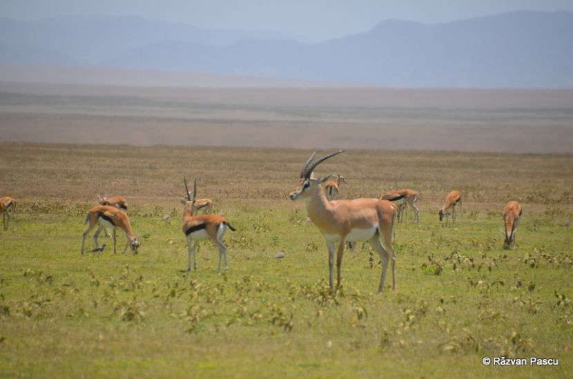 Antilope pe o câmpie verde, cu munți în depărtare