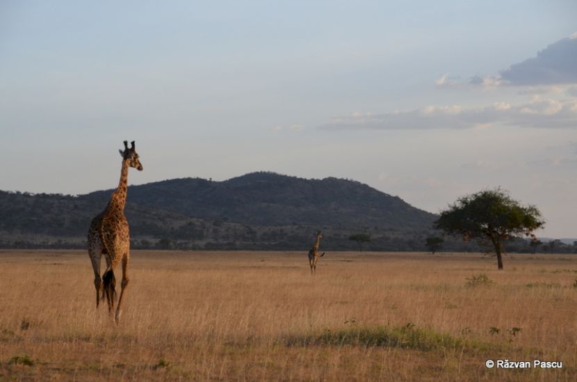 Girafă singură pe o câmpie, sub cer albastru