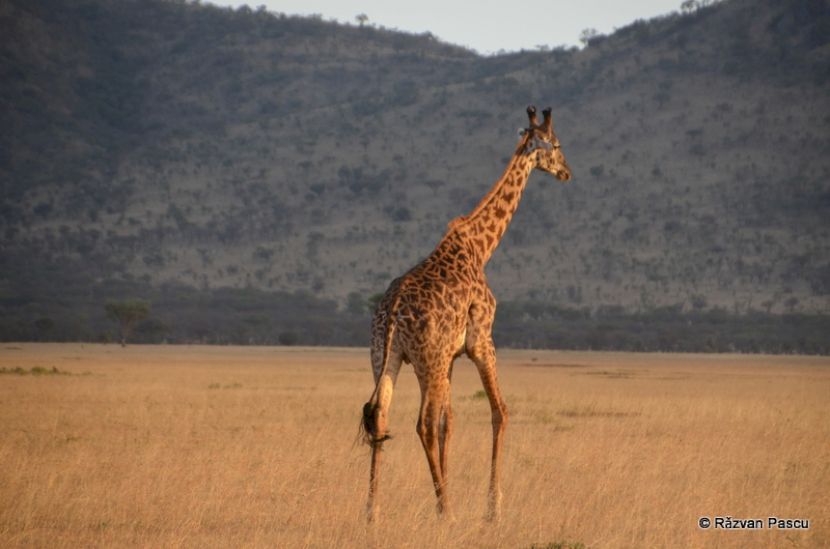 Girafă pe o câmpie cu munți în fundal