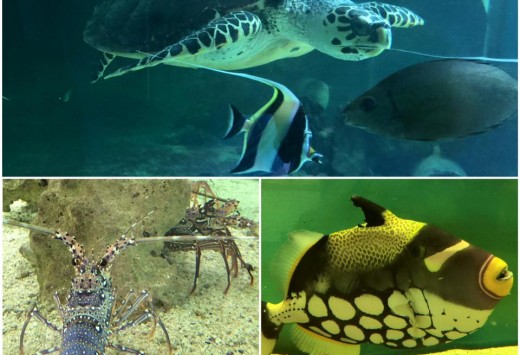 5 Mauritius
