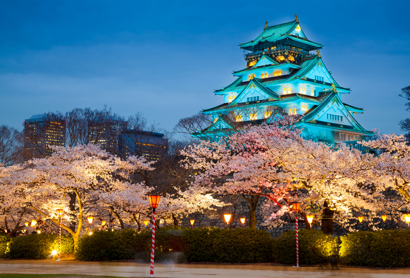 Castelul Osaka iluminat, deasupra cireșilor înfloriți