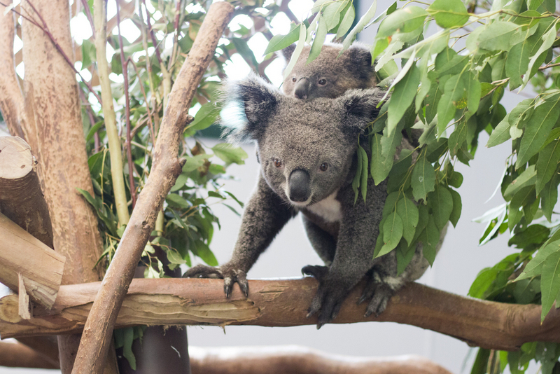 Koala printre ramuri și frunze într-un spațiu amenajat