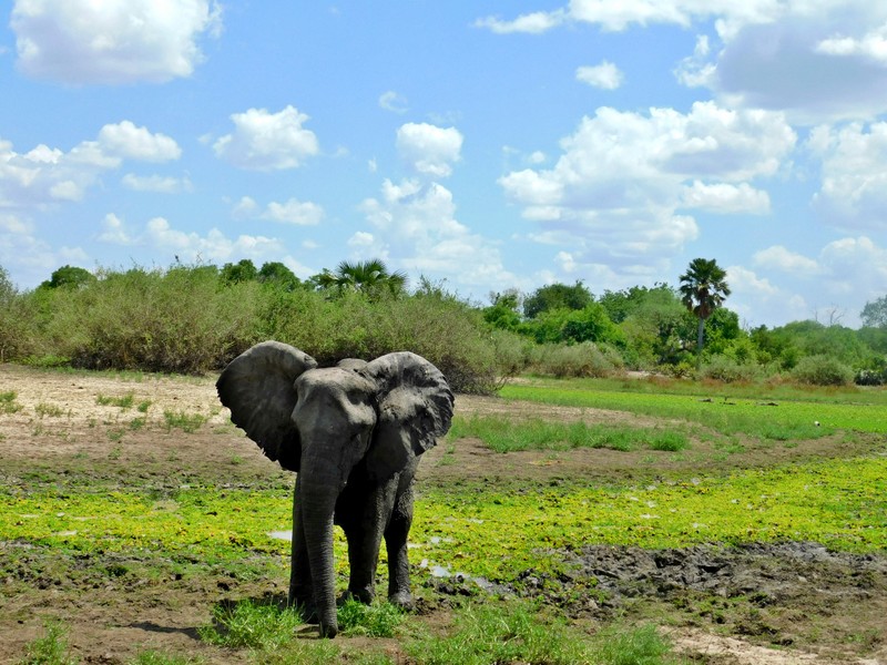 Elefant pe un teren verde, sub cer albastru