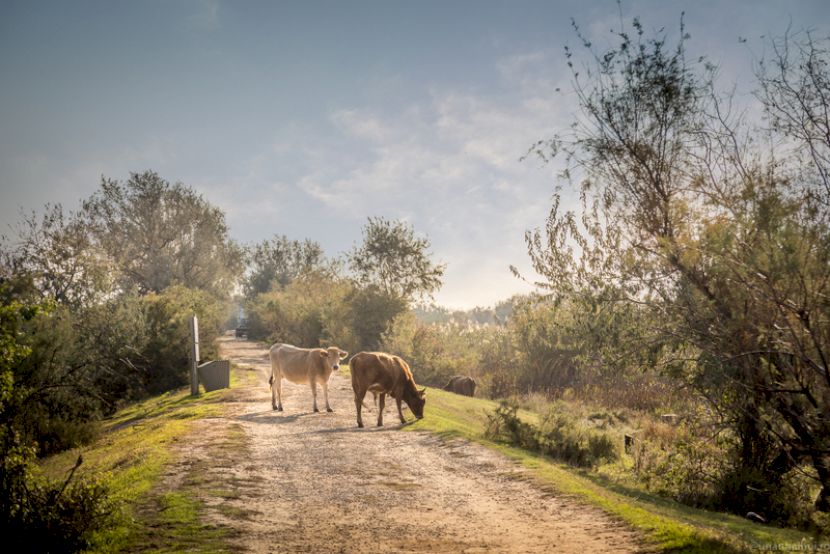 Cal pe un drum de pământ printre arbori