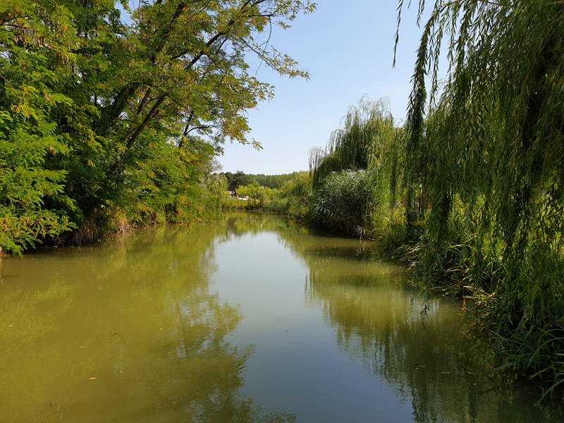Apă liniștită între arbori cu frunziș verde
