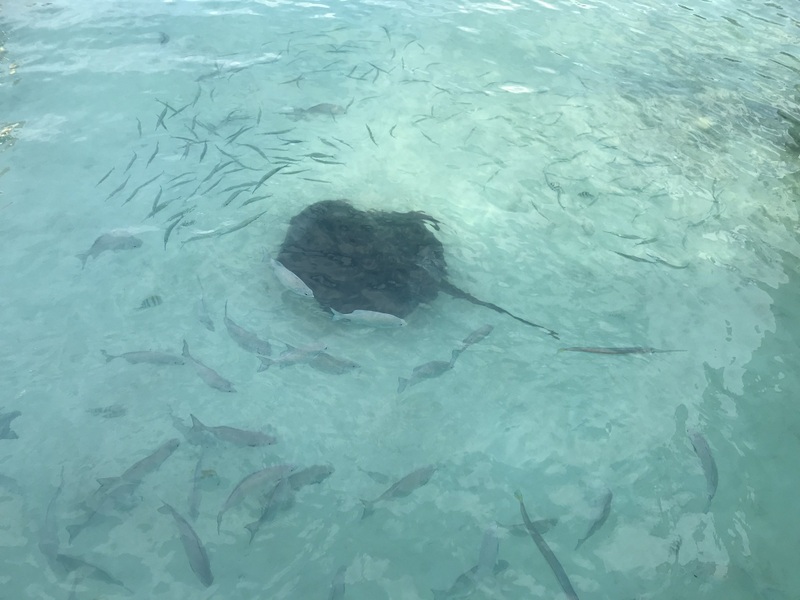 Pisică de mare sub apa limpede, lângă ponton