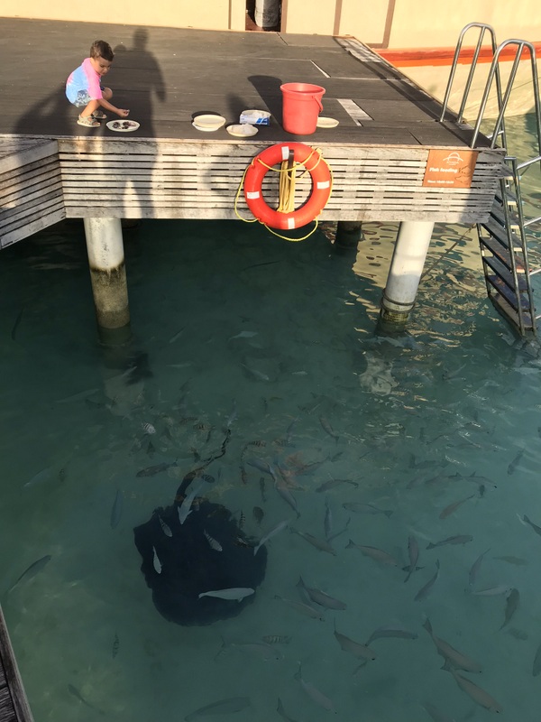 Pisică de mare sub apă lângă un ponton