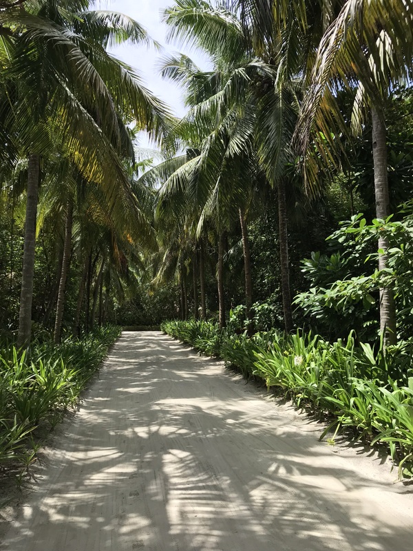 Alee umbrită de palmieri și vegetație tropicală