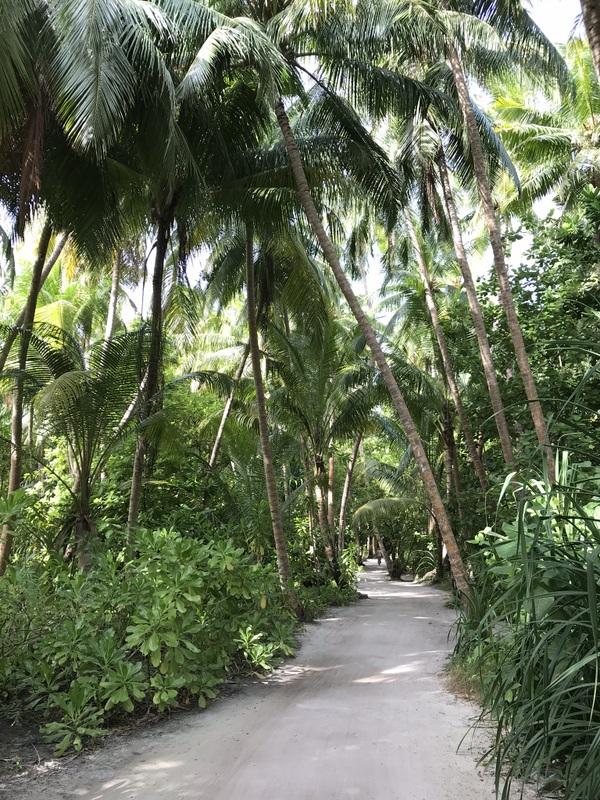 Alee umbrită de palmieri într-o grădină tropicală