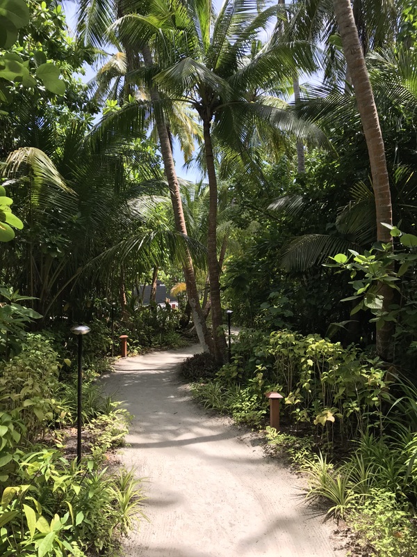 Alee umbrită de vegetație tropicală și palmieri