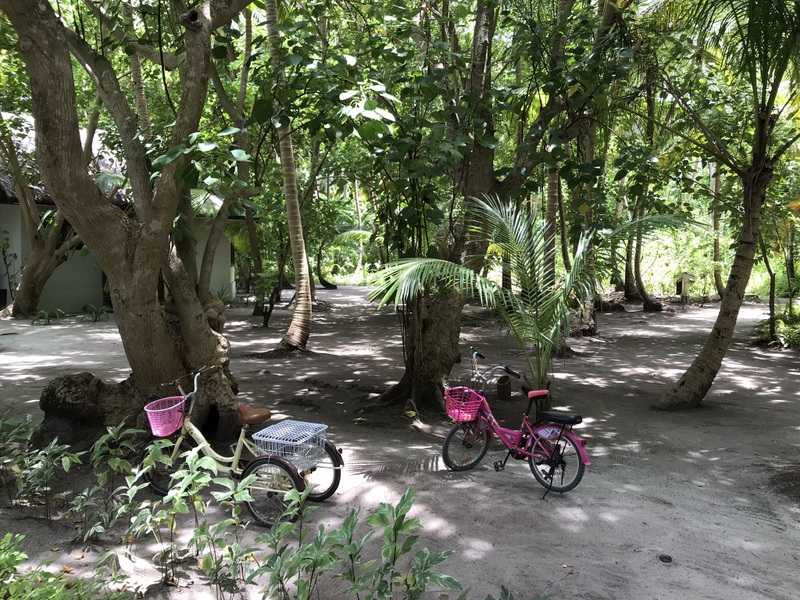 Biciclete sub arbori într-o grădină tropicală