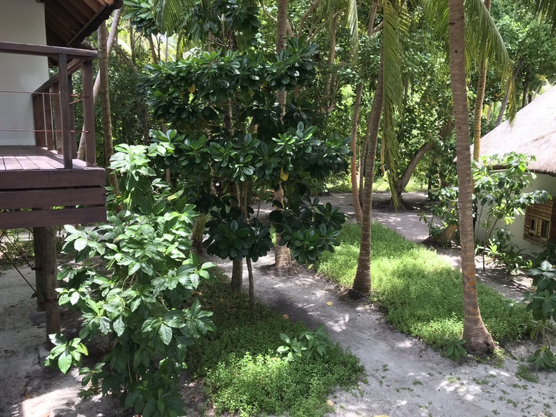 Alee tropicală între case din lemn și arbori