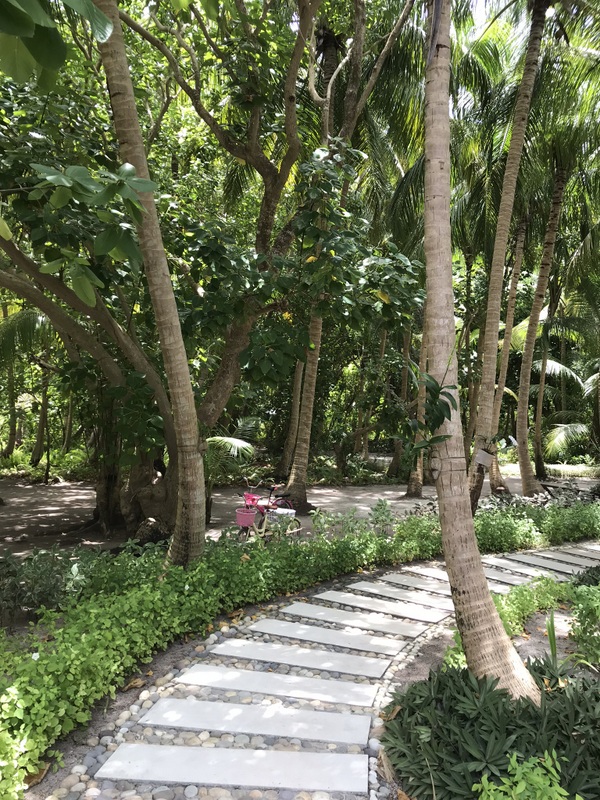 Cărare umbrită de arbori într-o grădină tropicală