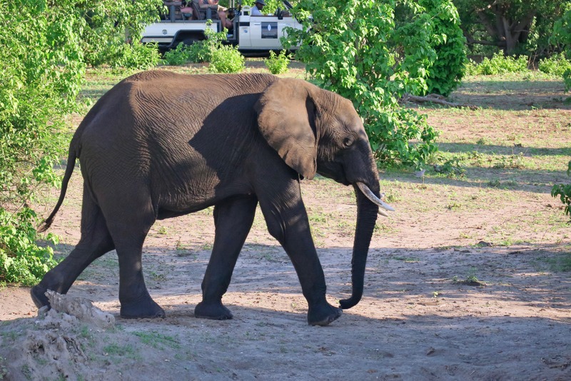 Elefant traversând un teren deschis lângă vegetație