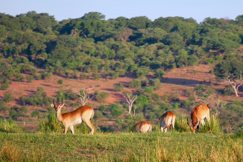 Antilope păscând pe un teren verde cu arbuști
