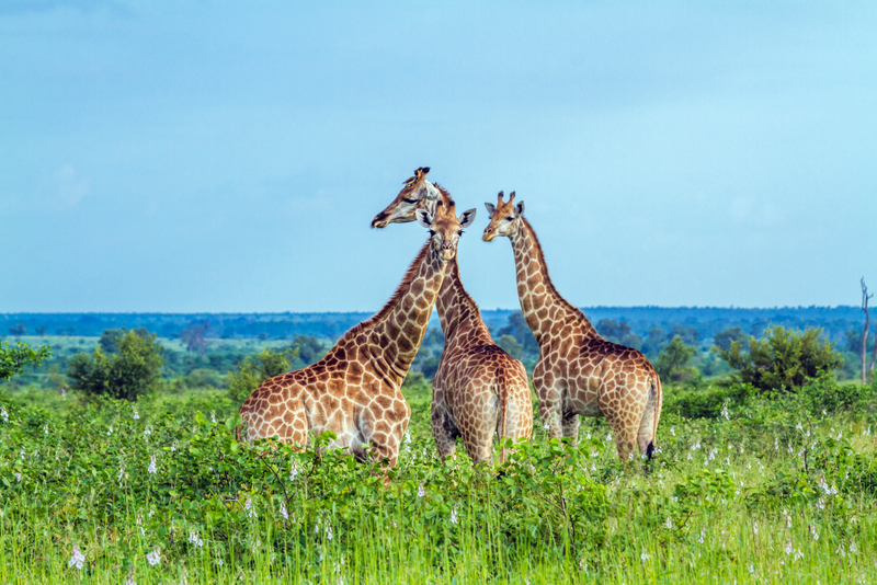 Două girafe pe un teren verde cu flori