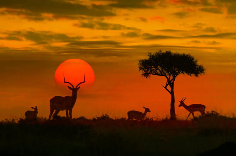 Siluete de girafe și arbore în lumina apusului