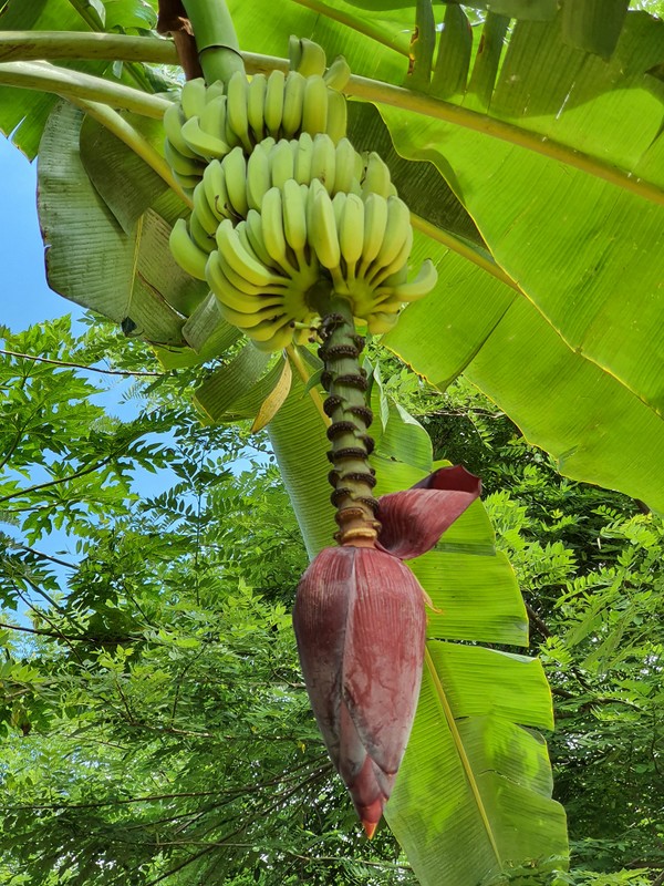 Ciorchine de banane verzi și floare de bananier