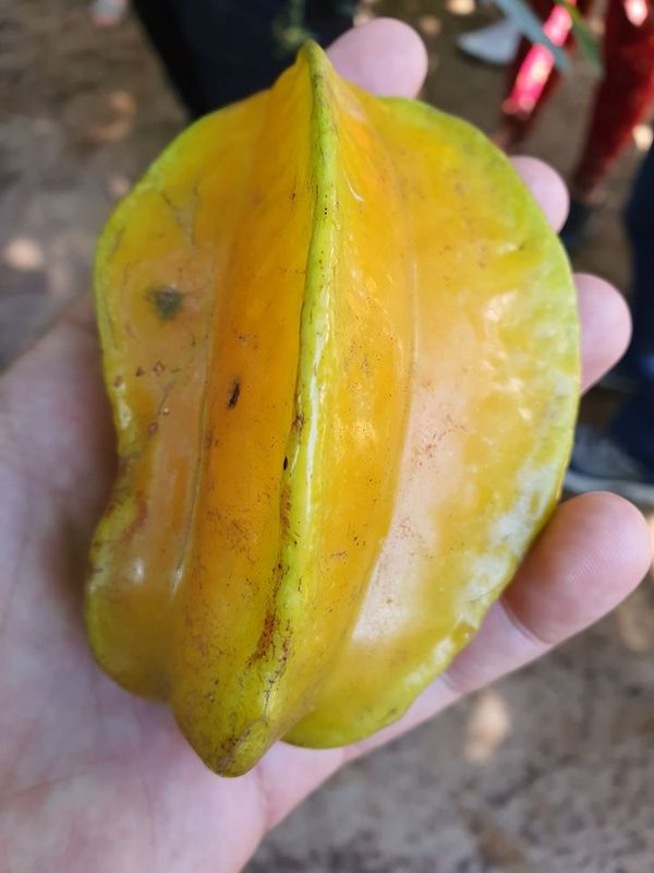 Carambolă galbenă ținută în palmă, văzută de aproape