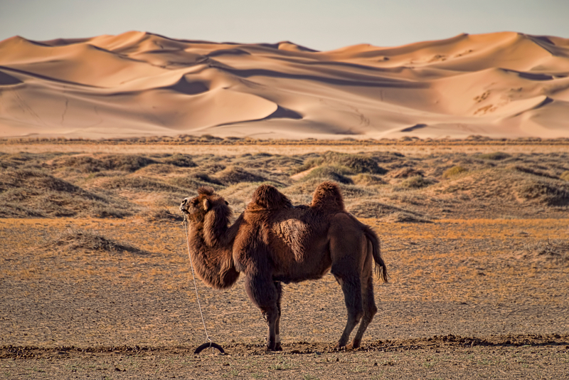 Cămilă pe dune de nisip în Deșertul Gobi