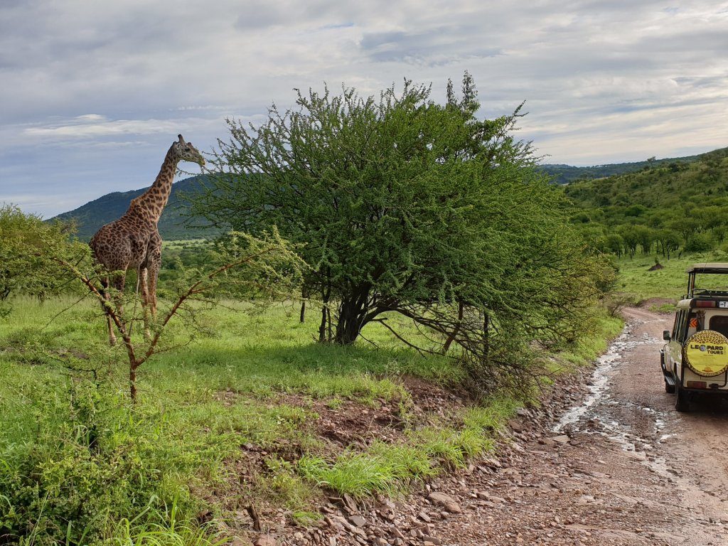 Girafă într-un safari pe teritoriul Tanzaniei