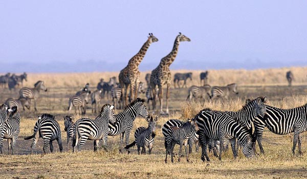 Zebre și girafe, într-un peisaj de savană