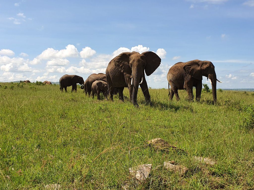 Turmă de elefanți într-un safari în Tanzania