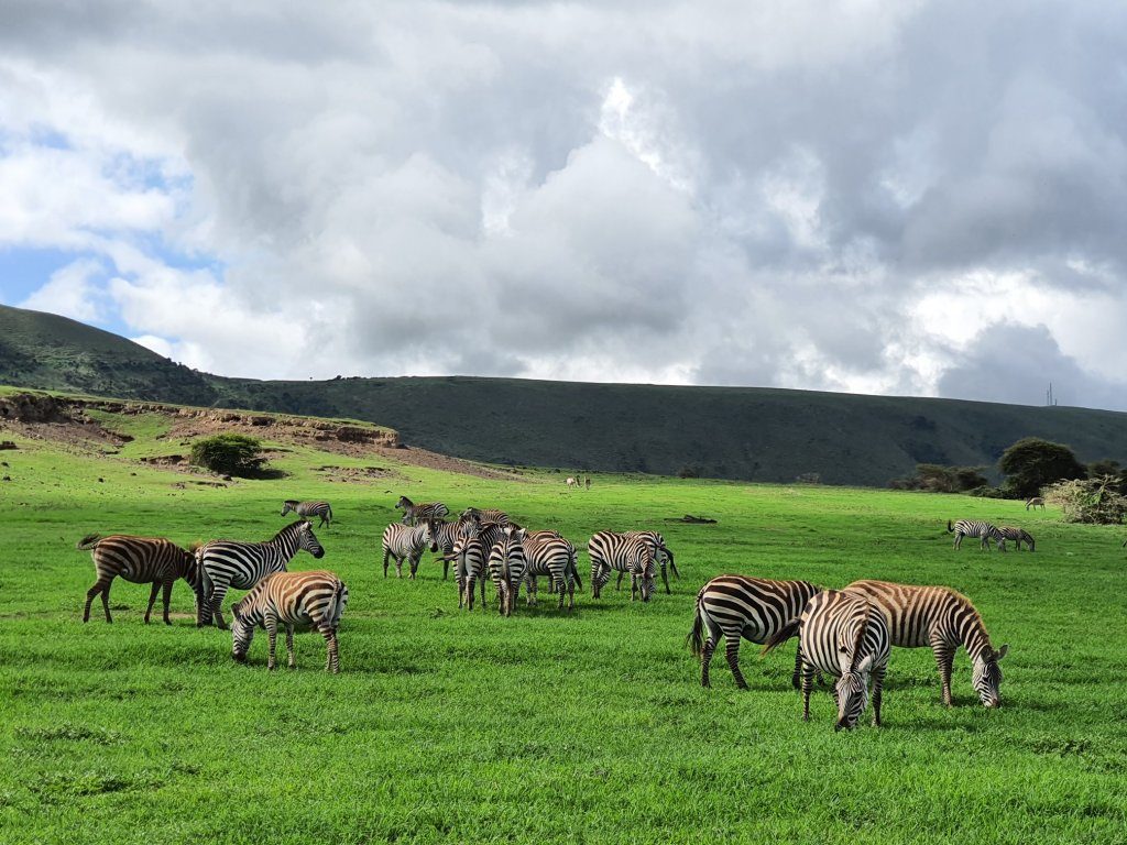 Zebre într-un safari pe teritoriul Tanzaniei