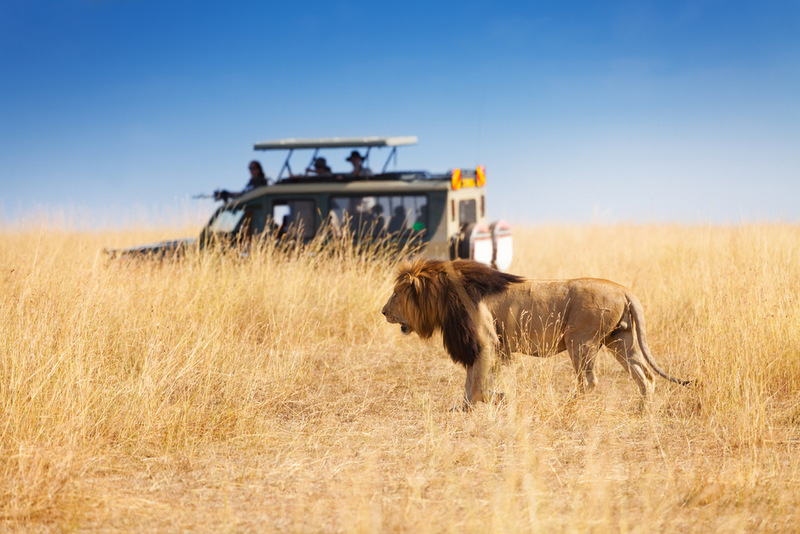 Bivol pe câmpie, lângă un vehicul de safari