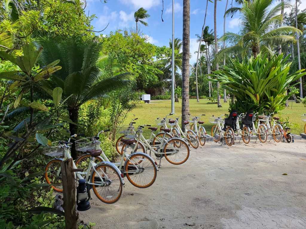 Biciclete aliniate pe nisip între palmieri