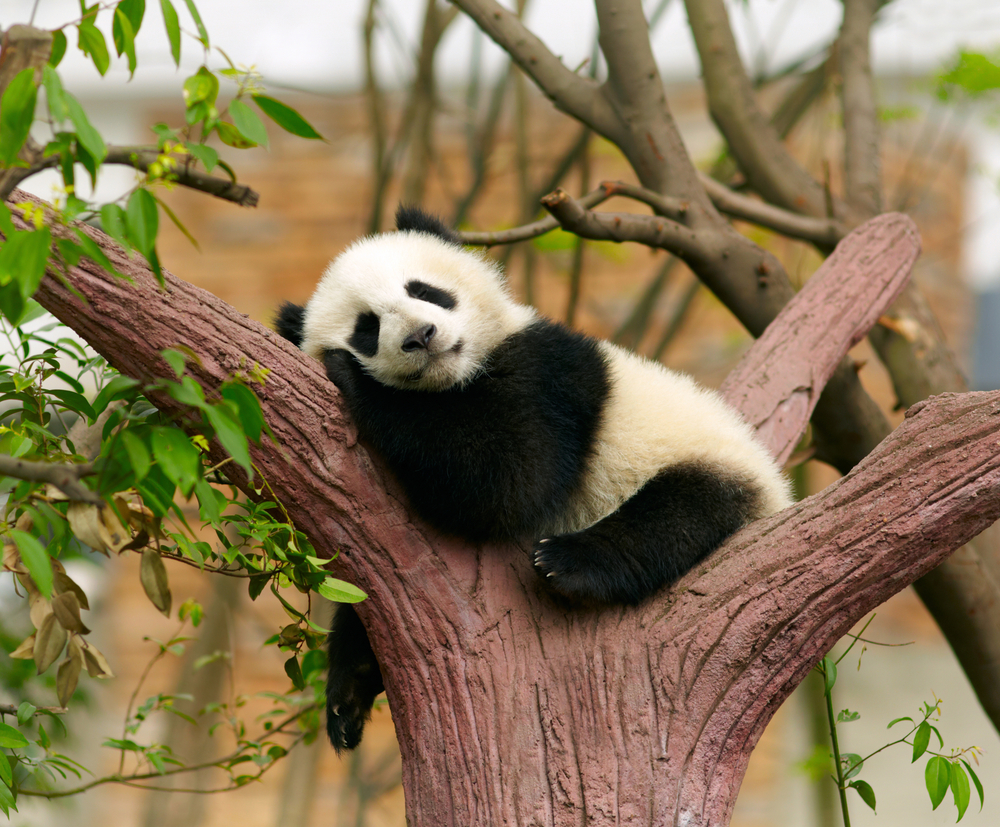 Urs panda așezat pe o structură de lemn