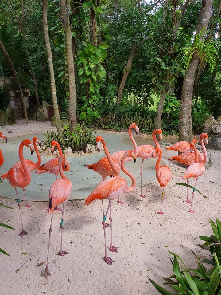 Grup de păsări flamingo roz pe sol, între copaci.
