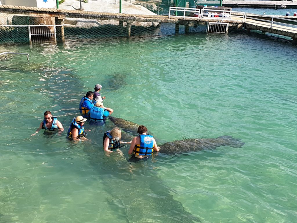 Persoane cu veste de salvare în apă lângă un animal marin mare.