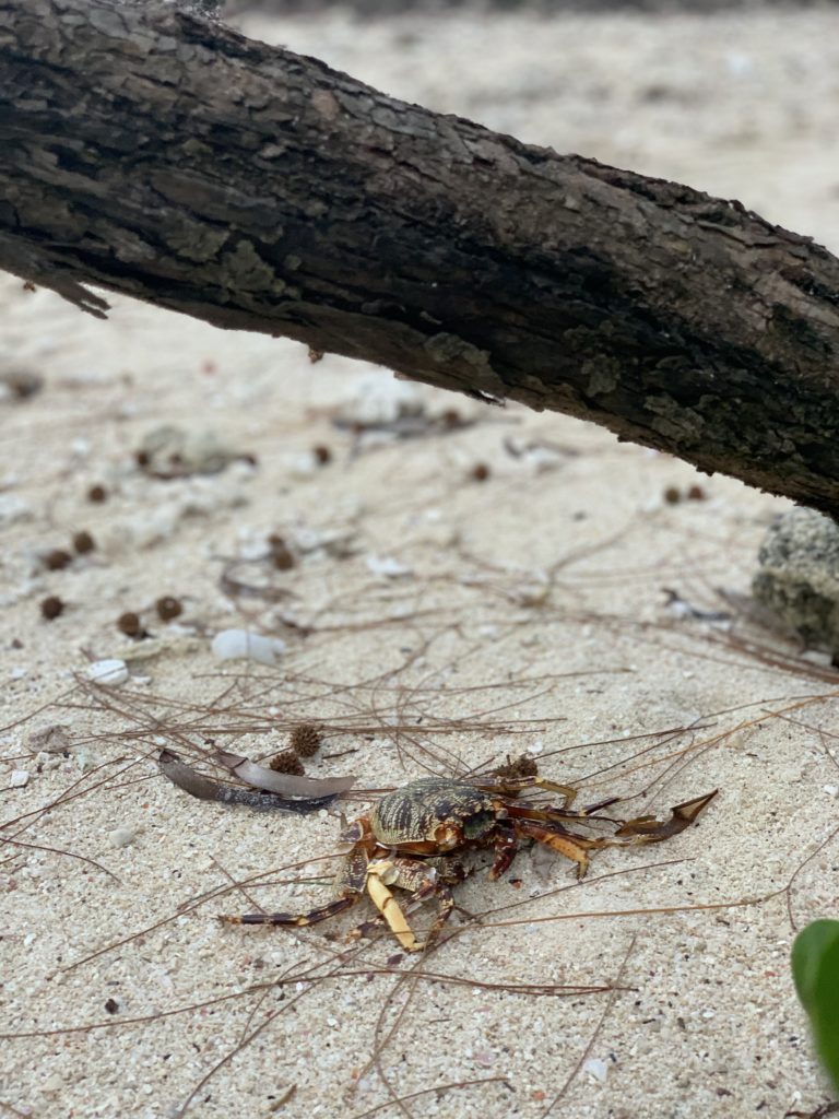 Crab pe nisip lângă un trunchi de copac