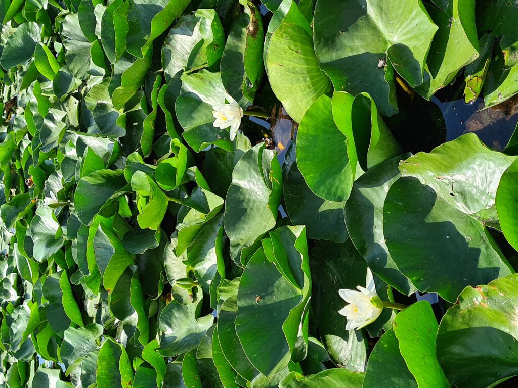 Floare albă de nufăr printre frunze verzi lucioase