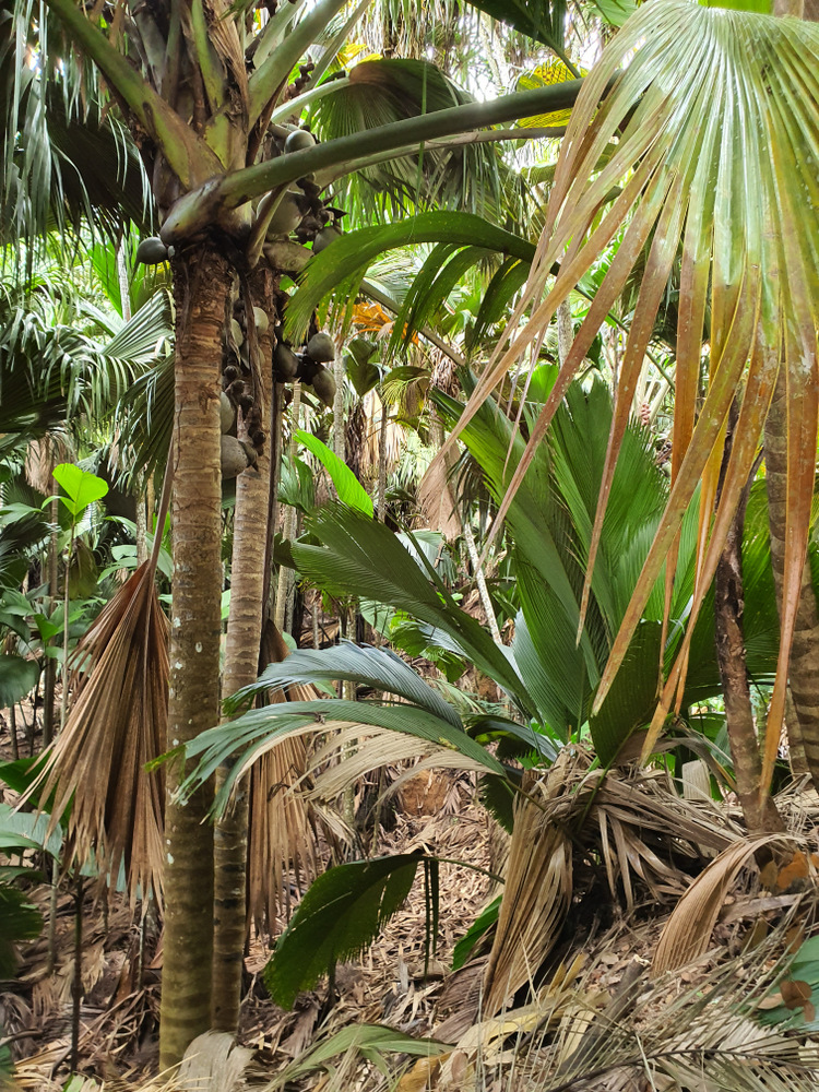Palmier cu frunze mari într-o pădure tropicală deasă