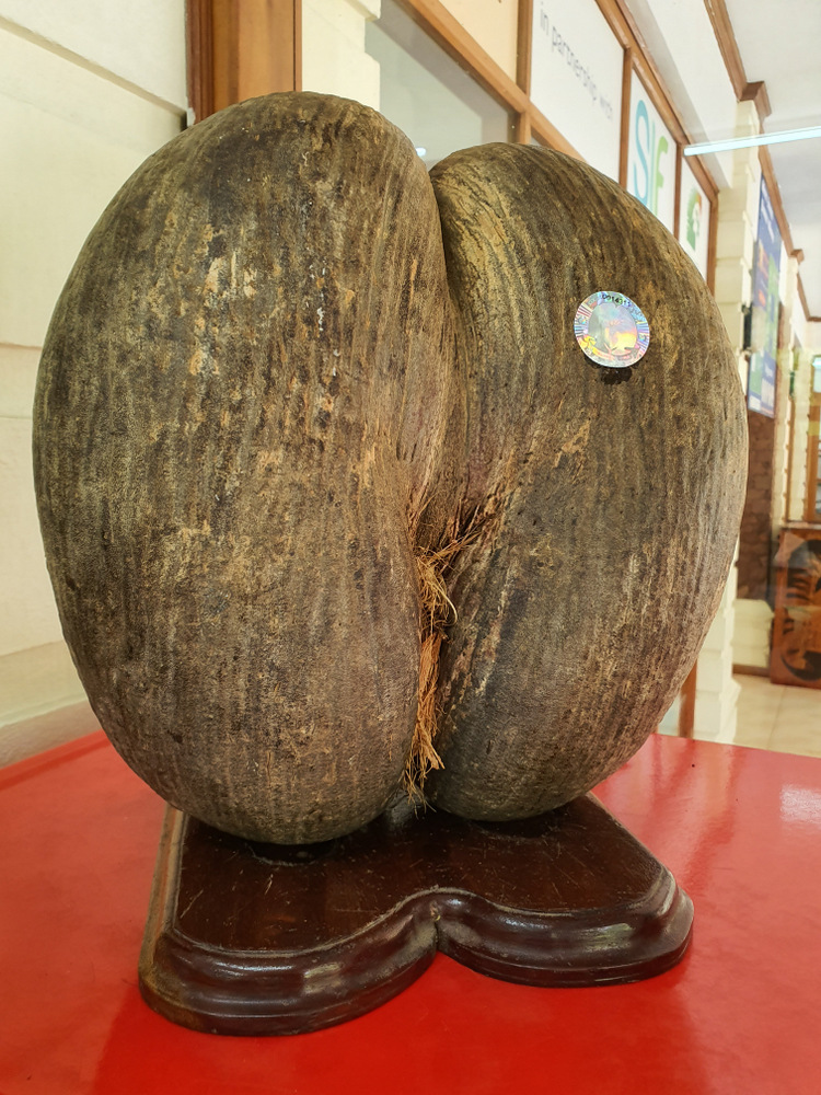 Fruct mare de coco de mer expus pe un suport