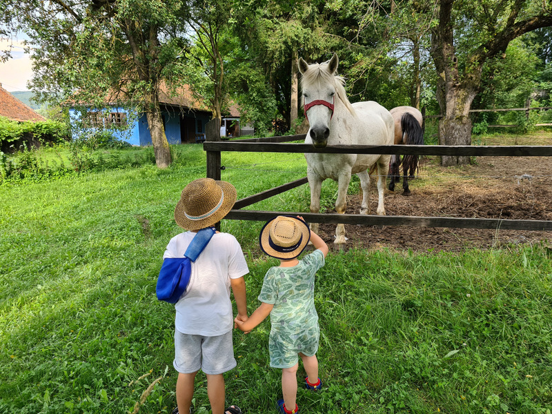 Doi copii cu pălării privesc caii dincolo de gardul unei curți verzi.
