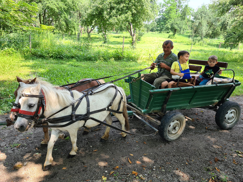 Căruță verde cu pasageri, trasă de doi ponei pe un drum de țară.