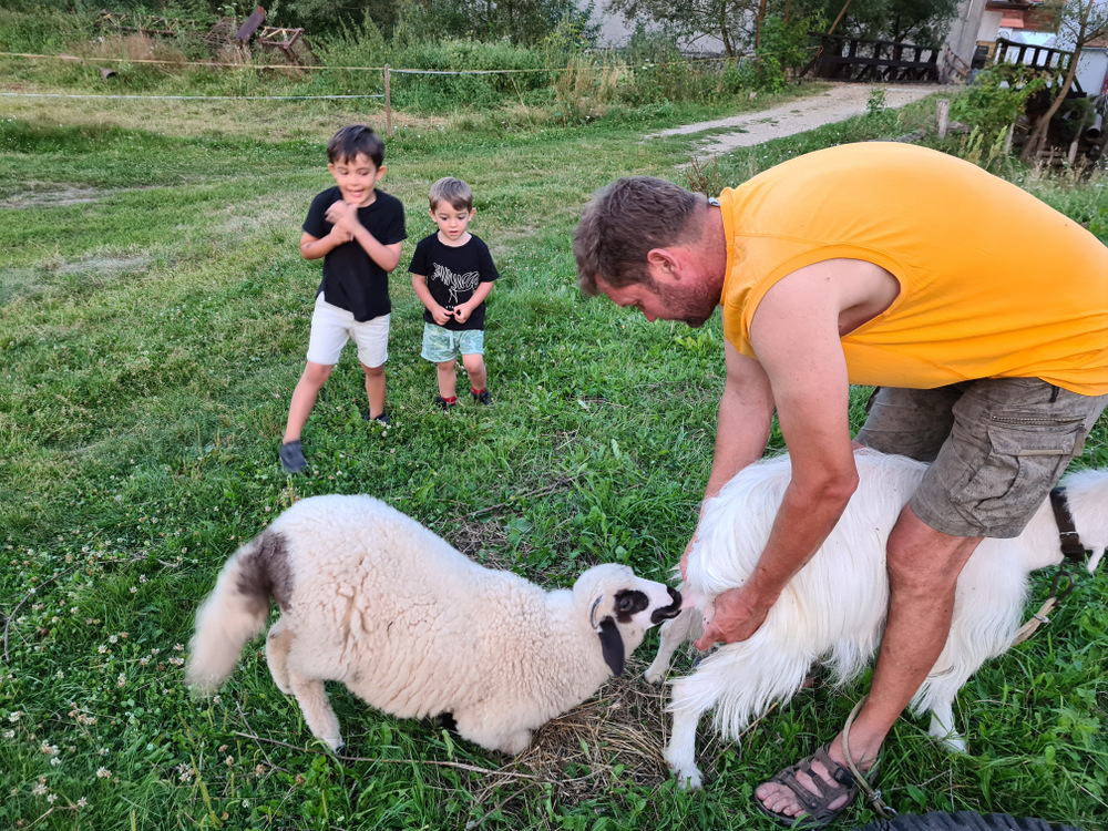 Bărbat mângâind o oaie, cu doi copii alături