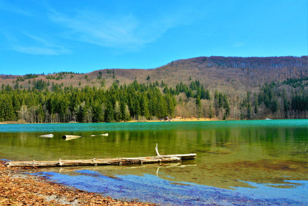 Ponton de lemn pe malul unui lac înconjurat de pădure