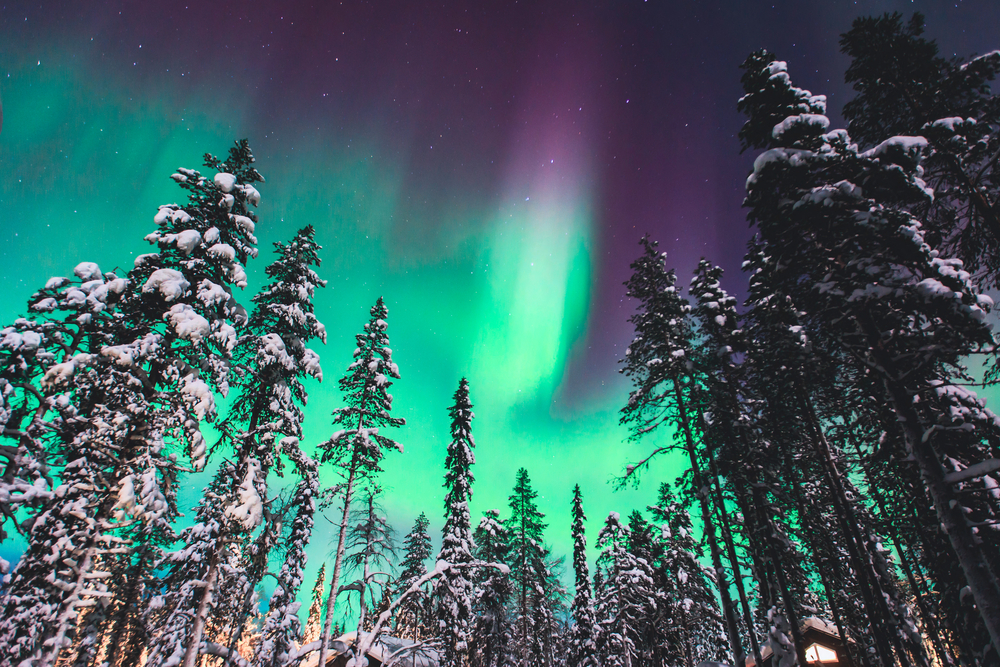Auroră verde printre vârfurile arborilor acoperiți de zăpadă