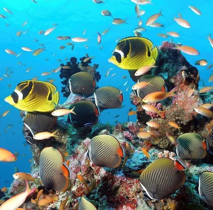 Pești tropicali colorați în jurul coralilor, fotografiați sub apă.