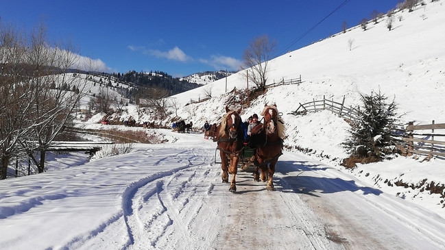 Doi cai înhămați pe un drum înzăpezit între dealuri.