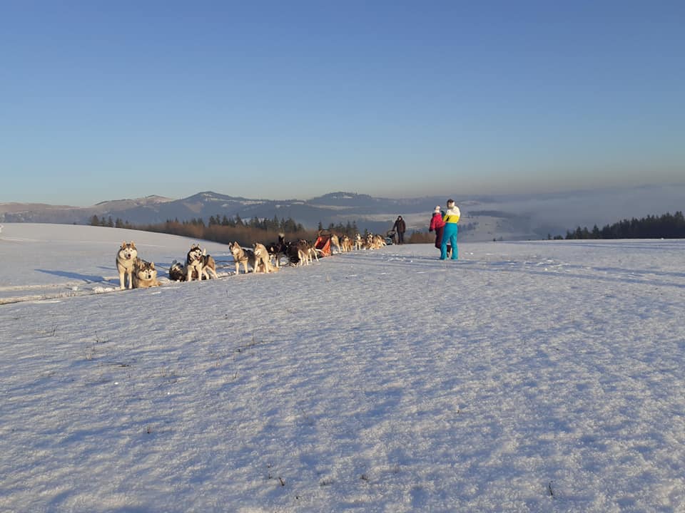 Atelaje de câini și oameni pe un câmp întins cu zăpadă.