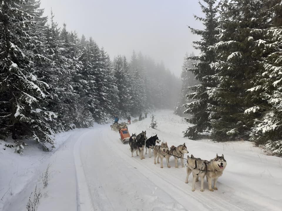 Atelaj de câini pe un drum înzăpezit printre conifere.