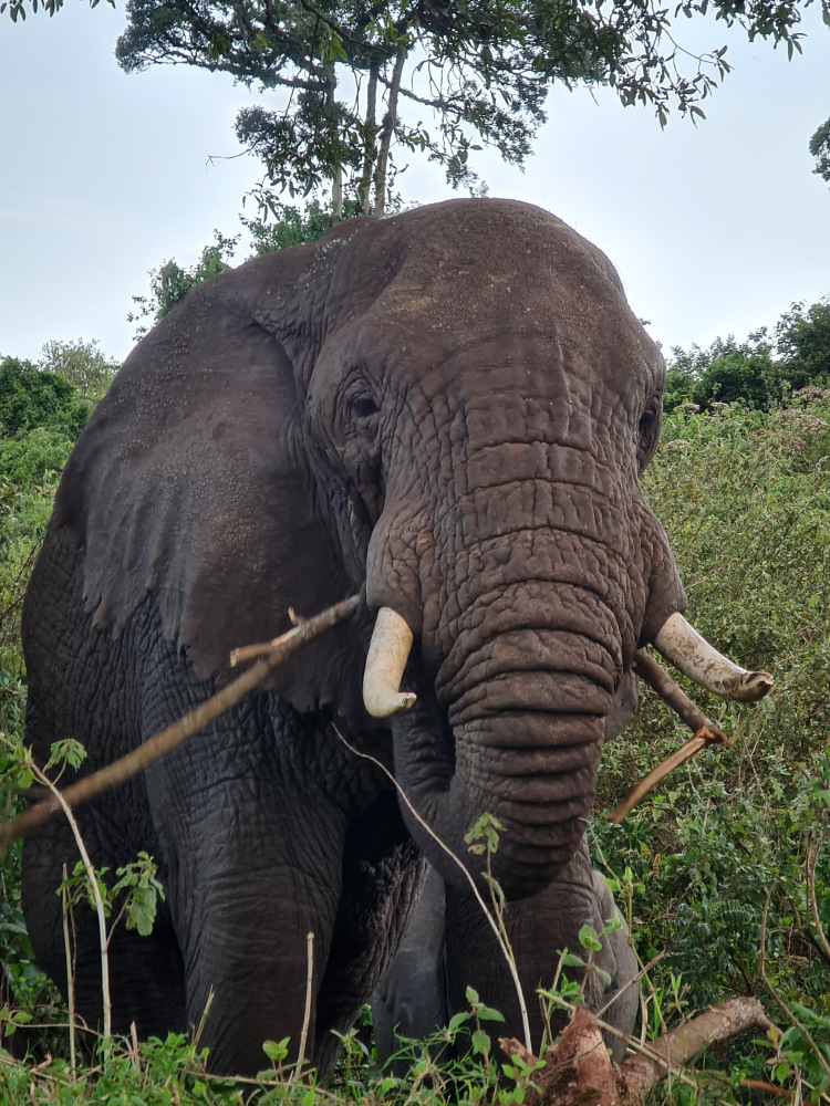 Elefant fotografiat de aproape, cu arbori în fundal