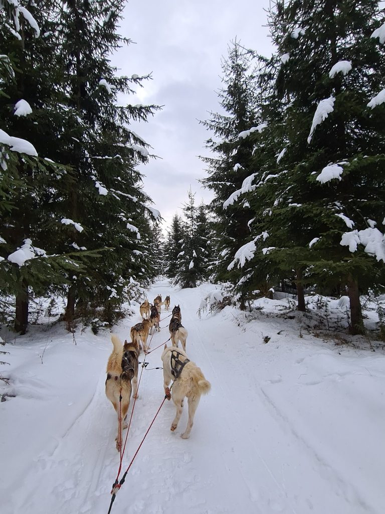 Atelaj de câini pe un drum înzăpezit prin pădure.