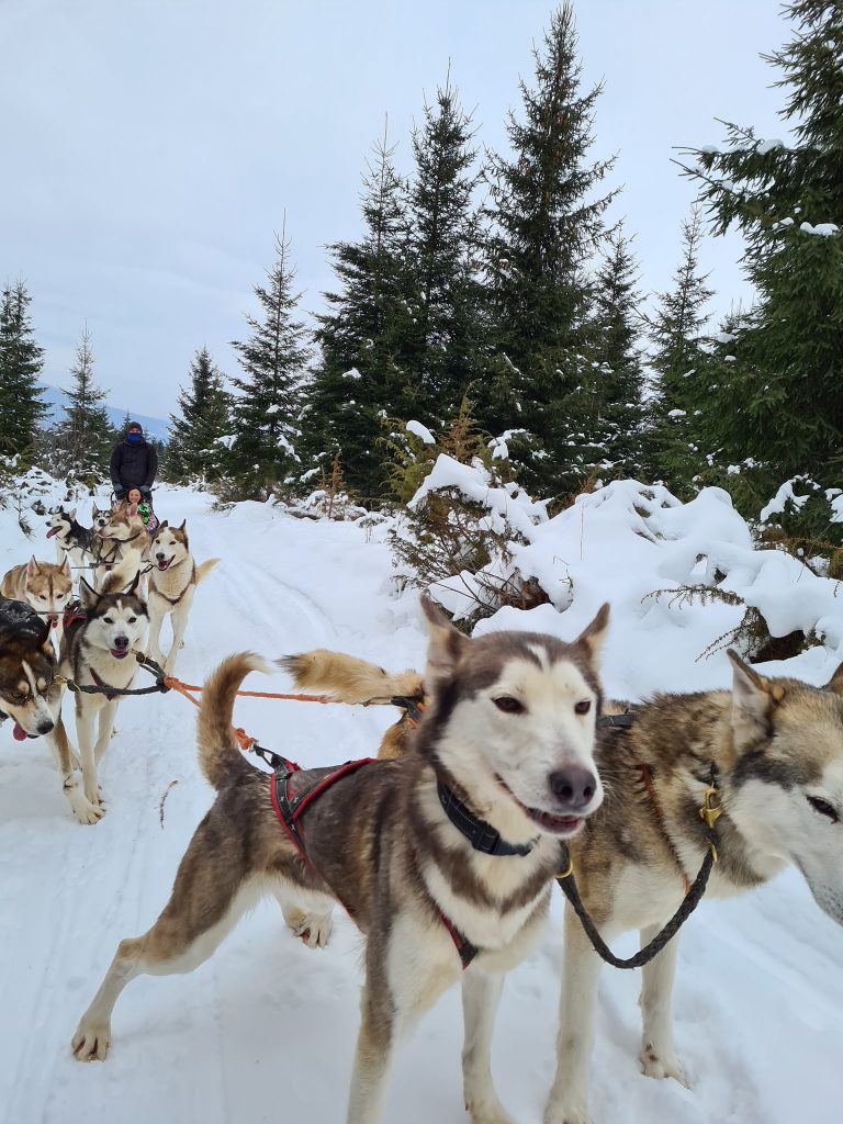 Câini înhămați fotografiați de aproape, pe zăpadă.