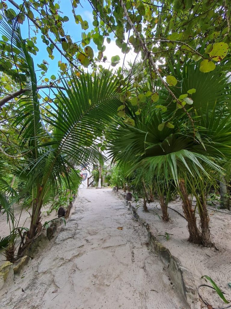 Alee nisipoasă umbrită de palmieri și arbori tropicali.